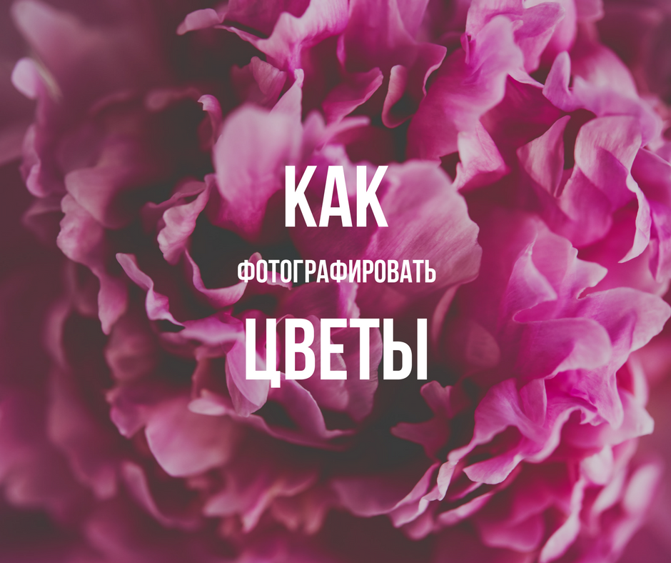 Как фотографировать цветы, съемка цветов камерой и телефоном для блога и инстаграм