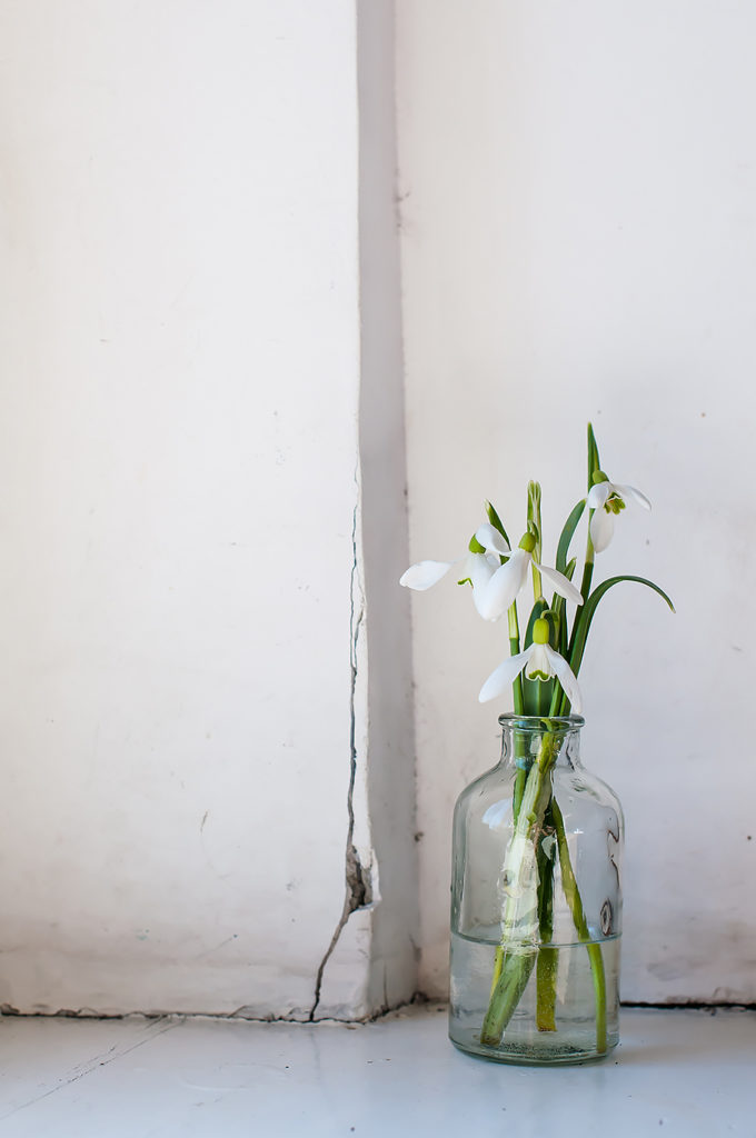 White spring flowers snowdrops in vintage glass bottles on an old wall background, interior decoration